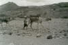 A local with his camels Al-Milah 1965